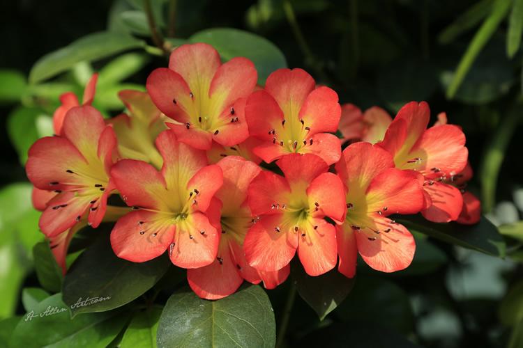 Vireya Rhododendron, The Flower Dome Atrium, Singapore Vireya Rhododendron, The Flower Dome Atrium, Singapore